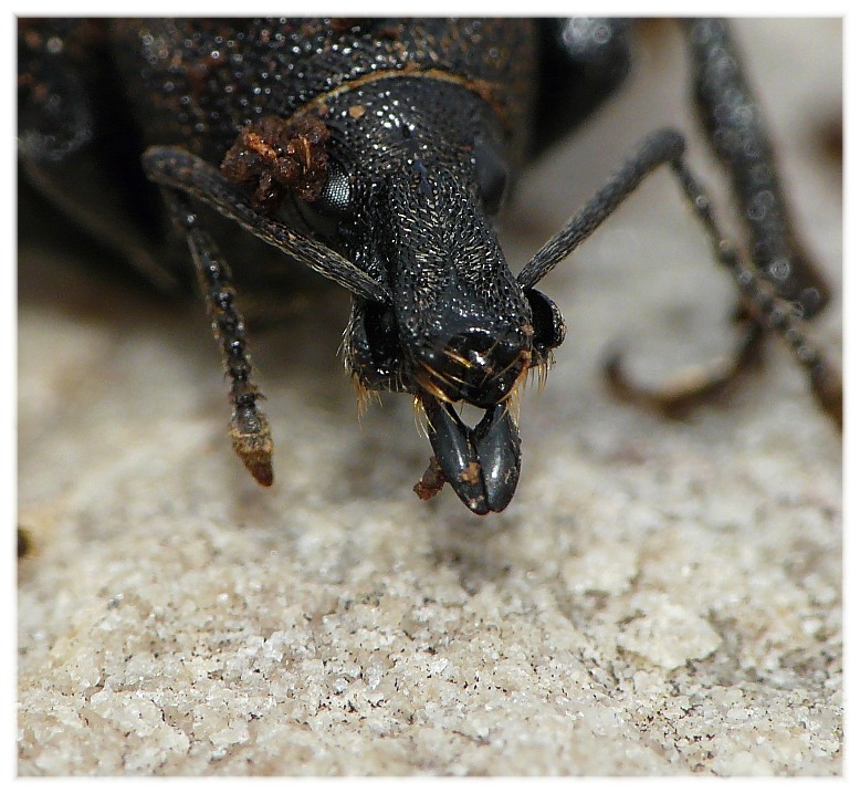 Otiorhynchus del Gargano da determinare